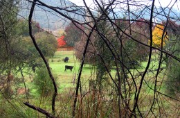 Autumn in Bright