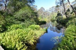 Campbell Rhododendron Gardens